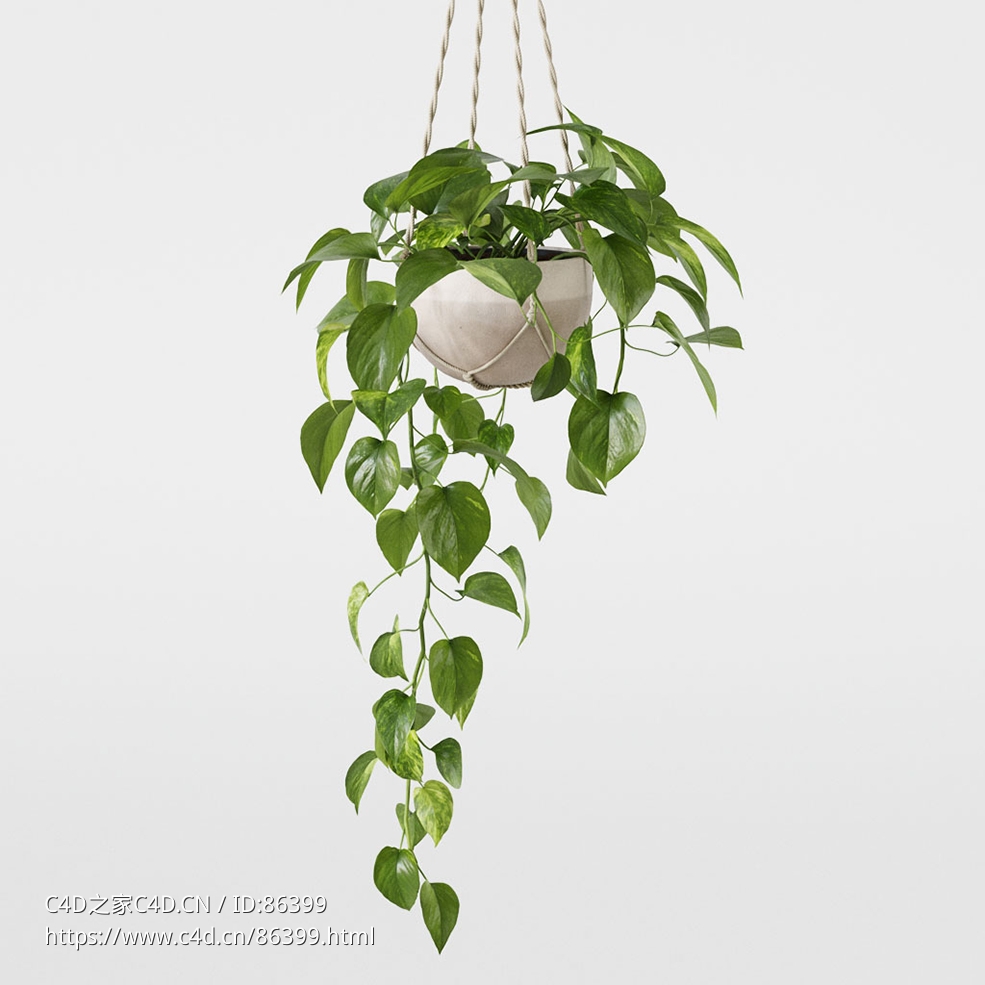 CINEMA 4D室内绿植：编织天然花盆中的悬挂垂吊植物绿萝小叶片细节丰富的3D室内植物模