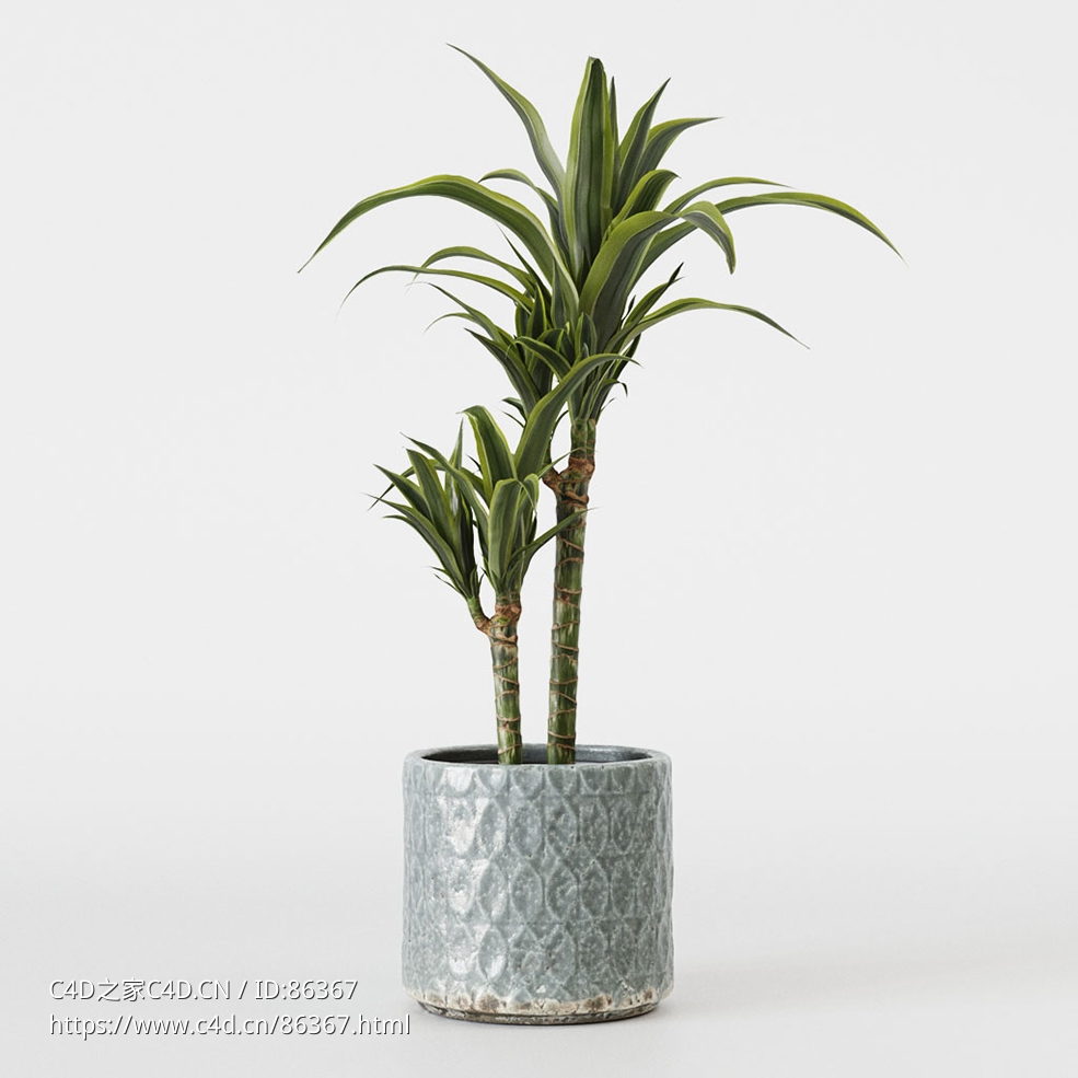 CINEMA 4D室内绿植：纹理灰色花盆中的高大龙血树建筑感直立叶片照片级真实3D植物模型C