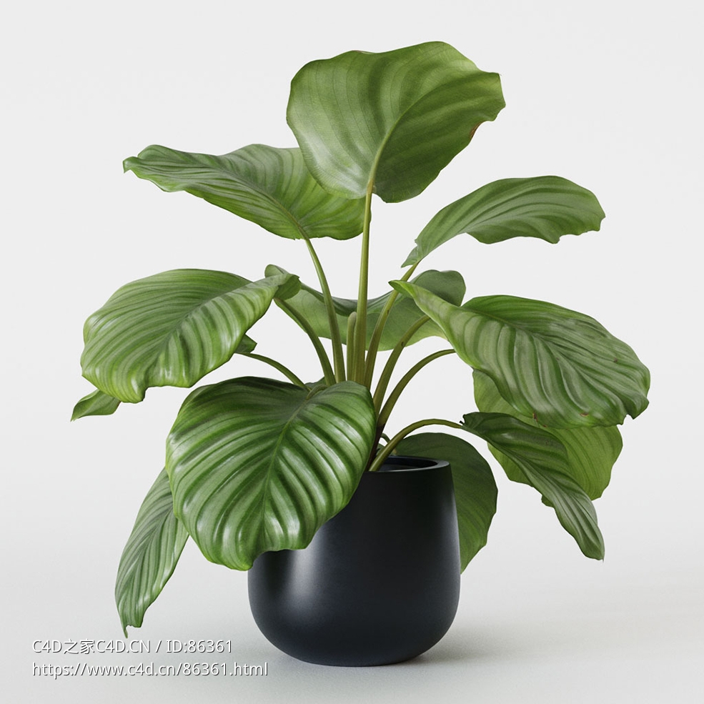 CINEMA 4D室内绿植：现代黑色圆柱形花盆中的细节丰富竹芋高品质3D热带植物模型C4D盆栽