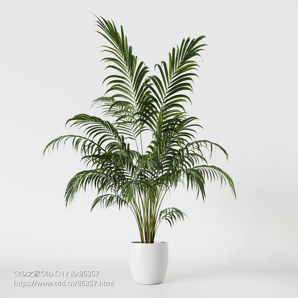 CINEMA 4D室内绿植：灰色纹理花盆中的优雅散尾葵凤尾竹精致多茎结构3D热带室内植物模
