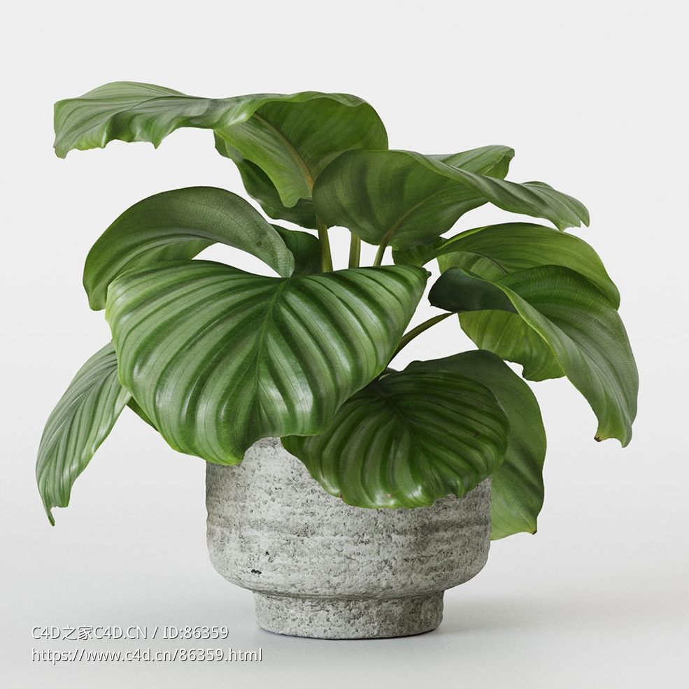 CINEMA 4D室内绿植：石纹花盆中的茂密竹芋圆形独特叶片逼真3D室内装饰植物模型C4D盆栽 - C4D之家 - 14.jpg