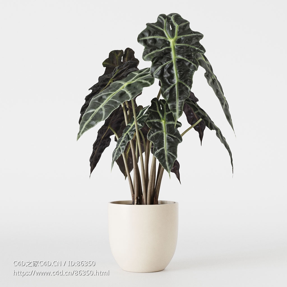 CINEMA 4D室内绿植：简约白色陶瓷容器中的醒目琴叶榕宽大戏剧性叶片细节丰富的3D室内