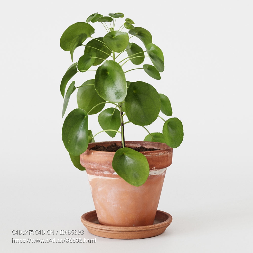 CINEMA 4D室内绿植：装饰赤陶花盆和底碟中的多茎圆叶草高品质中国钱币草3D渲染模型C4D - C4D之家 - 48.jpg