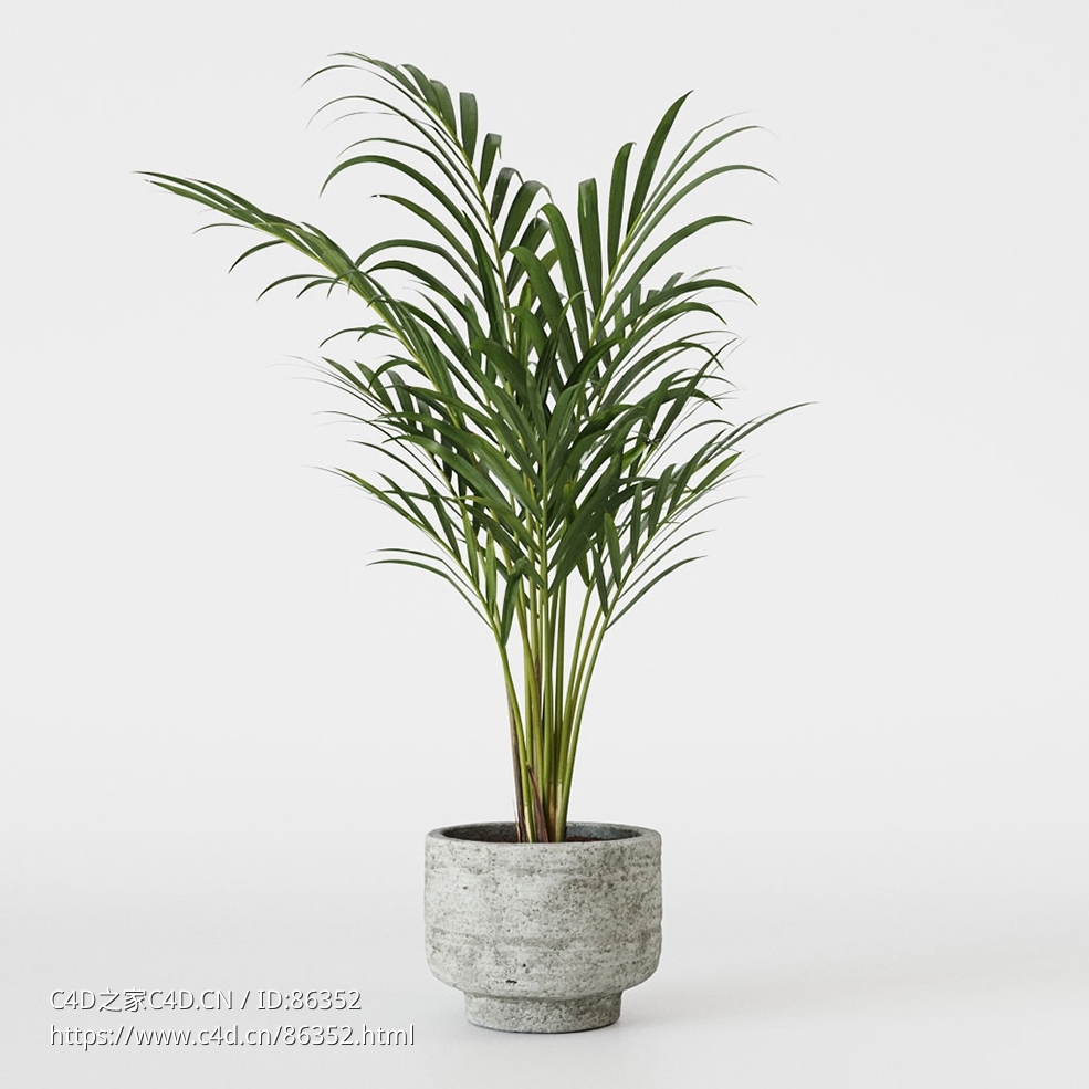 CINEMA 4D室内绿植：浅灰色小型陶瓷花盆中的散尾葵凤尾竹精致羽状叶片热带室内植物3D