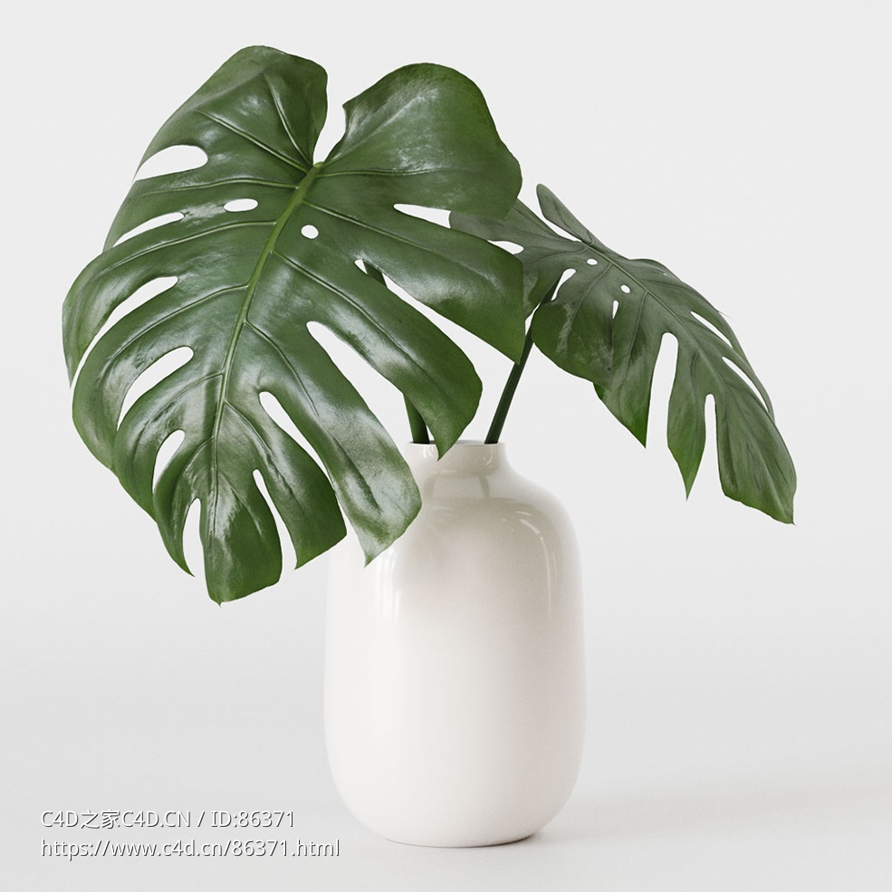 CINEMA 4D室内绿植：白色陶瓷花瓶中的龟背竹插枝带气生根逼真植物标本3D模型C4D盆栽绿 - C4D之家 - 26.jpg