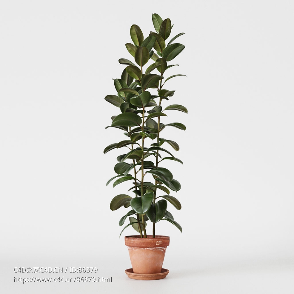 CINEMA 4D室内绿植：经典赤陶花盆中的高大榕树浓密绿色树冠高品质3D室内植物模型C4D盆