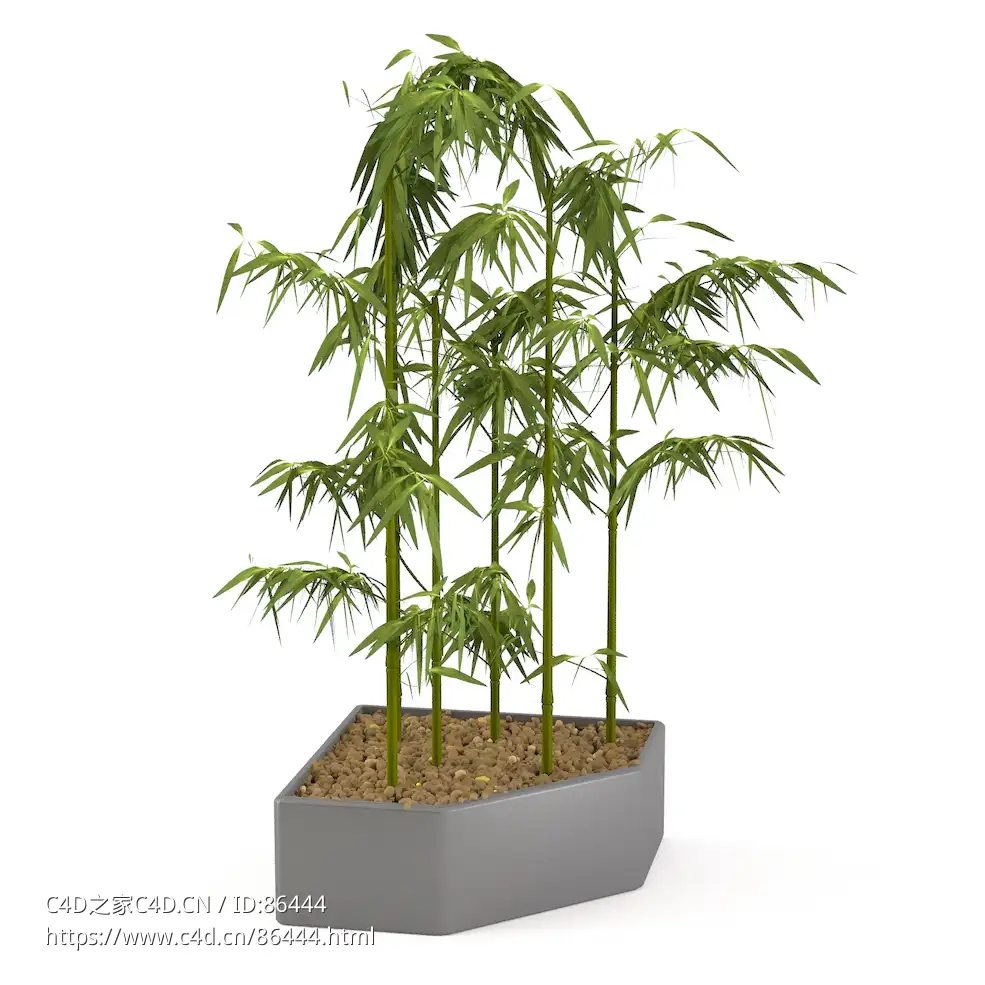 高品质绿竹盆栽室内装饰植物3D模型带材质贴图支持多种格式C4D/Blender/OBJ下载