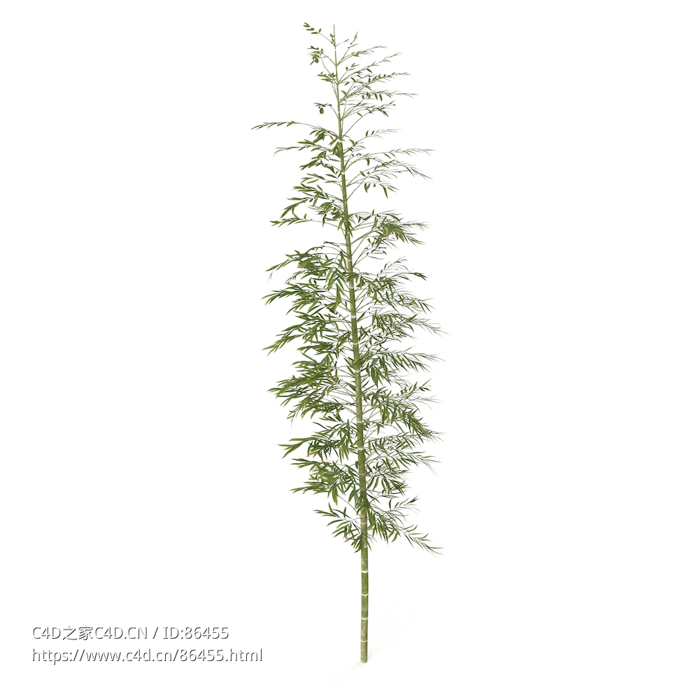 【超高精度】写实毛竹3D模型 完美还原自然质感 支持多格式.blend/.c4d/.obj 含4K贴图高清材质bamboo 3d model