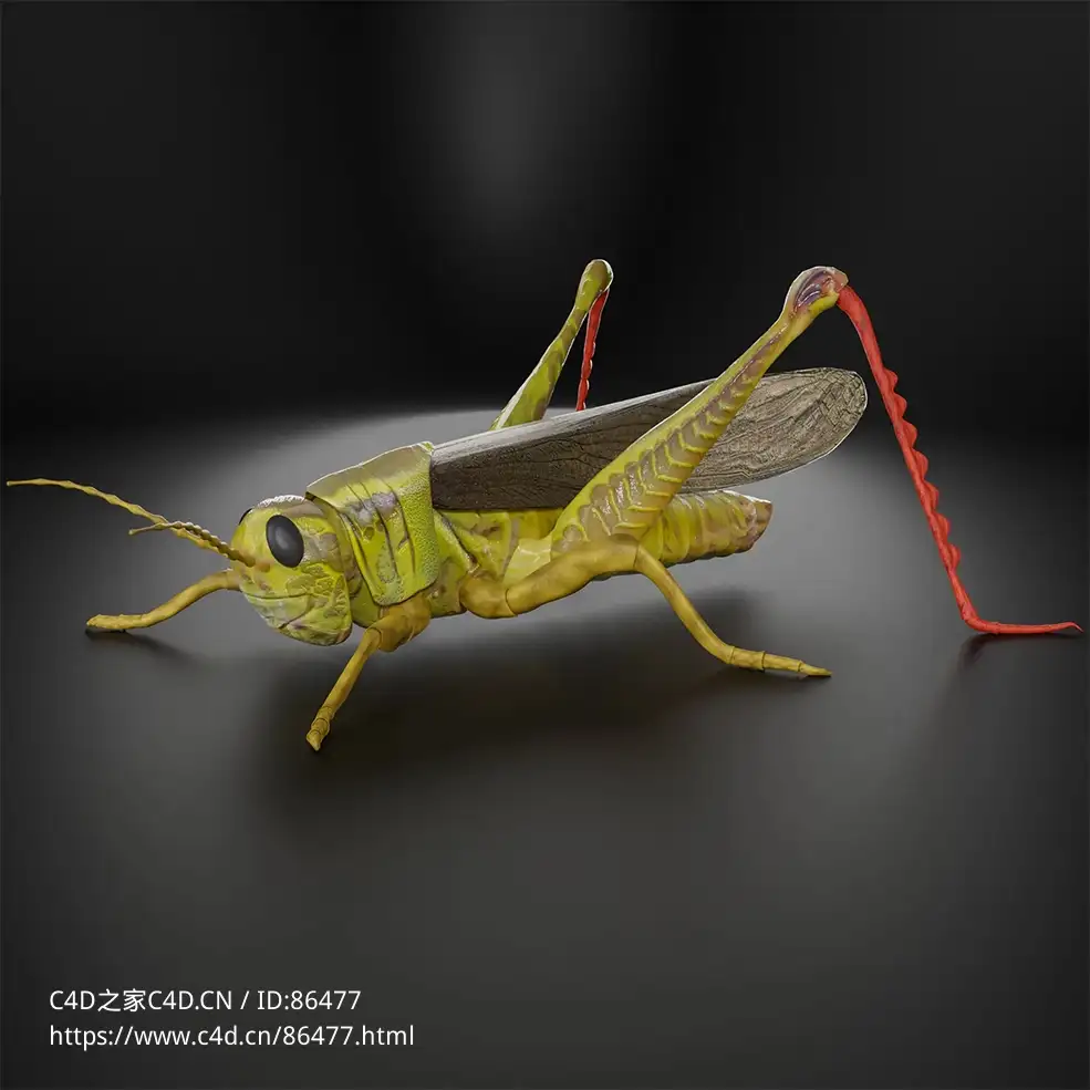 超高精度写实昆虫系列3D模型-绿色蝗虫角色动画含完整材质贴图支持全渲染器Green Grasshopper Rigged - C4D之家 - 1.jpg