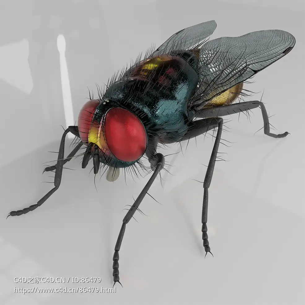 超高精度写实苍蝇昆虫三维模型-含完整PBR材质贴图支持多种主流3D软件格式Housefly-Exotic Rigged - C4D之家 - 1.jpg