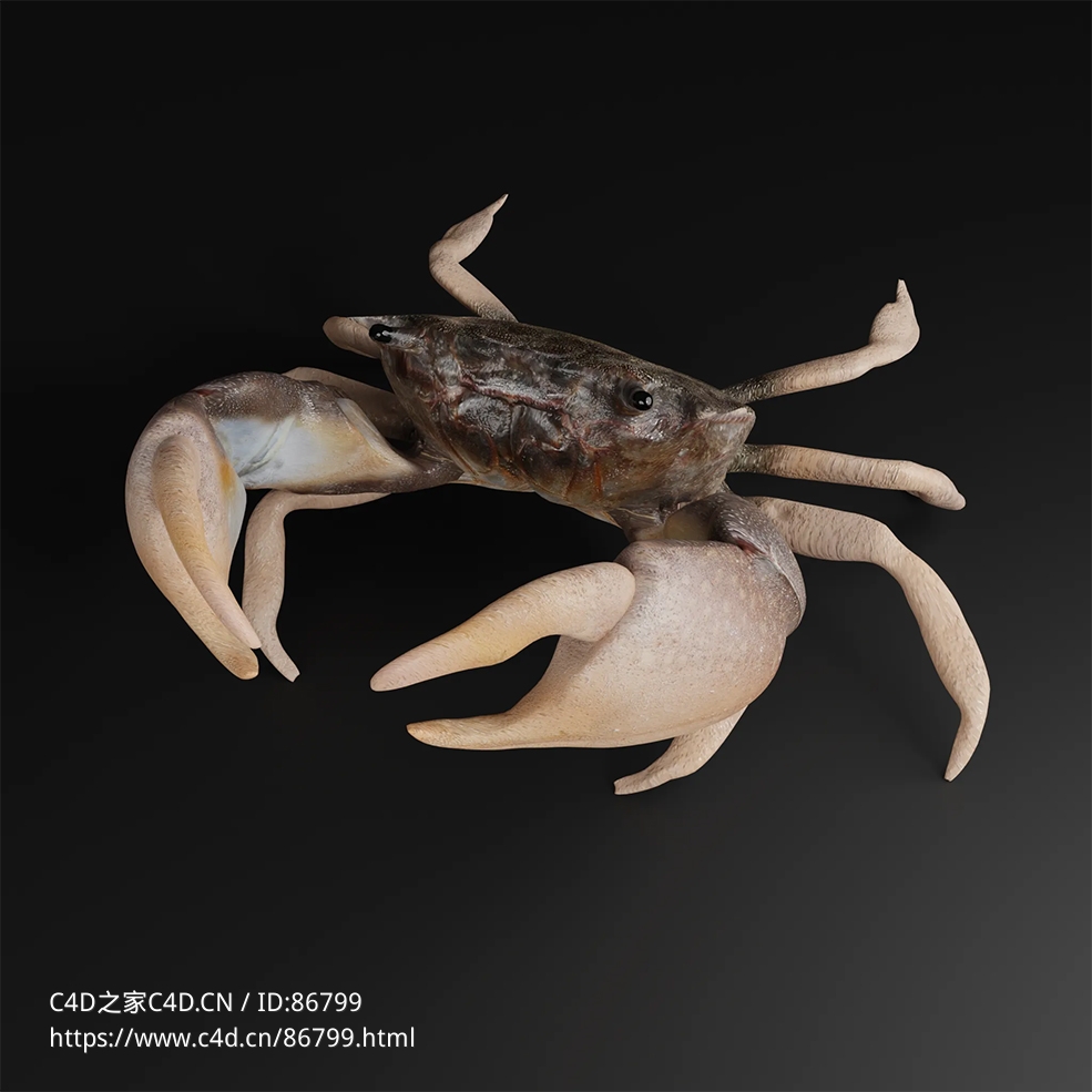 超写实大闸蟹河蟹螃蟹3D模型含完整材质贴图支持C4D/Blender/Maya/3DMAX多格式Rocky Shore Crab