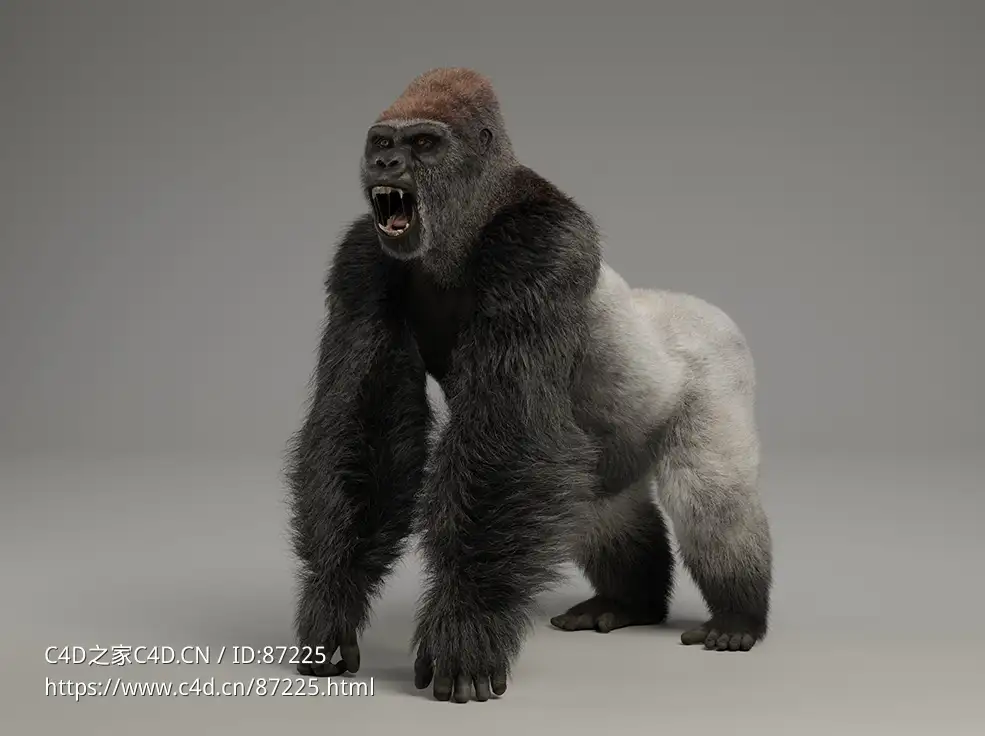 高精度银背大猩猩3D模型下载支持Blender/C4D/OBJ格式影视动画游戏毛发贴图肌肉Rig全套资源