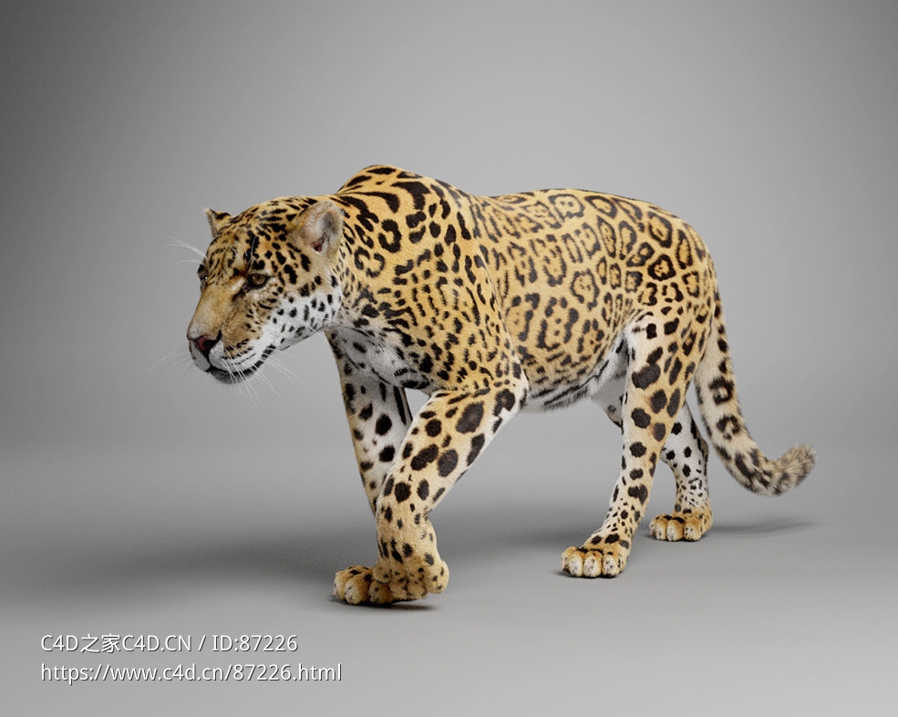 超逼真美洲豹3D模型下载支持Blender绑定动画及毛发渲染高精度野生动物角色制作VFX Grace - Panthera Onca