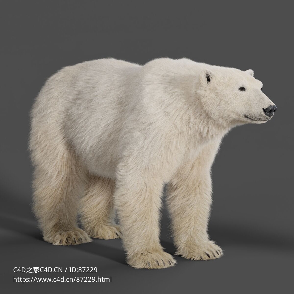 电影级高精度北极熊三维模型大白熊支持Blender/C4D/OBJ多平台下载应用VFX Grace - Polar Bear