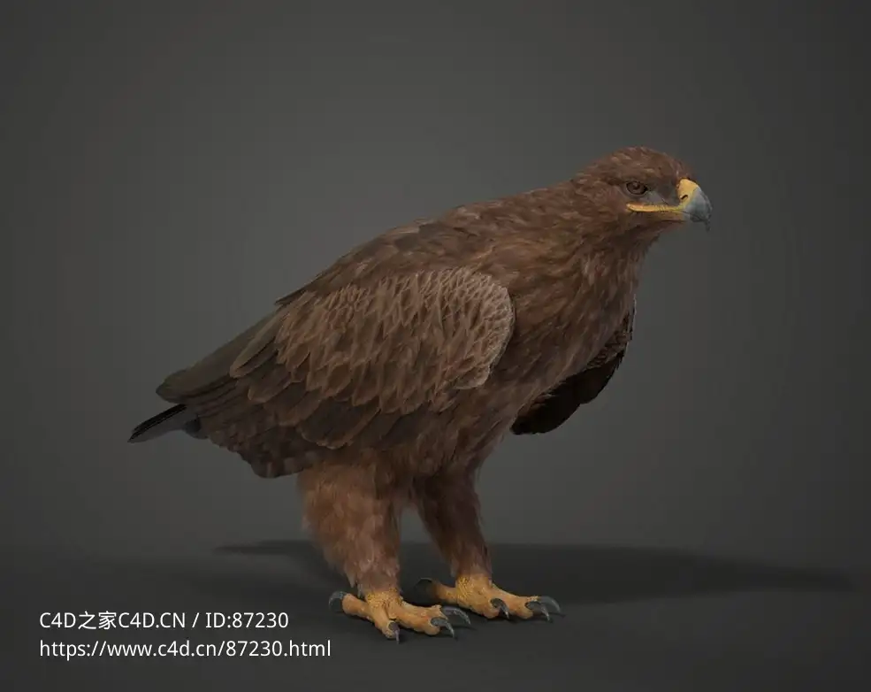 精度尼帕莱鹰3D模型下载，影视级真实羽毛材质，含五种常用动态动画绑定释放创作无限想象VFX Grace - Aquila Nipalensis
