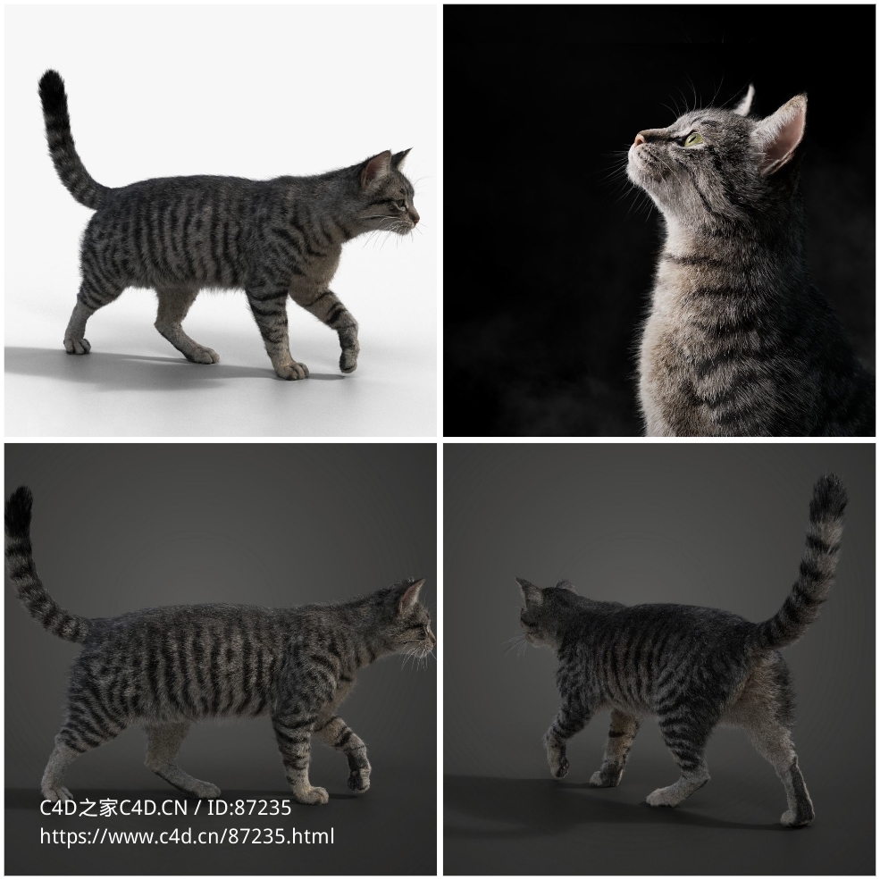 高精细4K贴图灰色虎斑猫动画三维模型免费下载，支持Blender、C4D多软件格式全面兼容VFX Grace - Grey Cat Animated