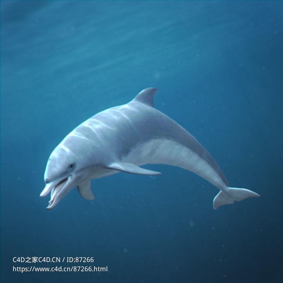 超高精度C4D绑定海豚模型海洋生物3D动物资源包含多格式支持及高清贴图材质适用动画渲染下载Dolphin - C4D之家 - 1.jpg