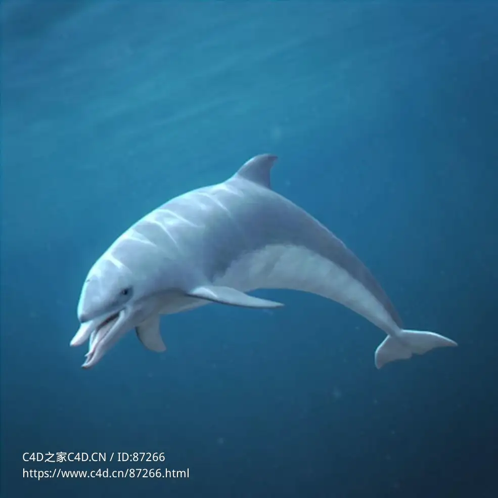 超高精度C4D绑定海豚模型海洋生物3D动物资源包含多格式支持及高清贴图材质适用动画渲染下载Dolphin - C4D之家 - 1.jpg