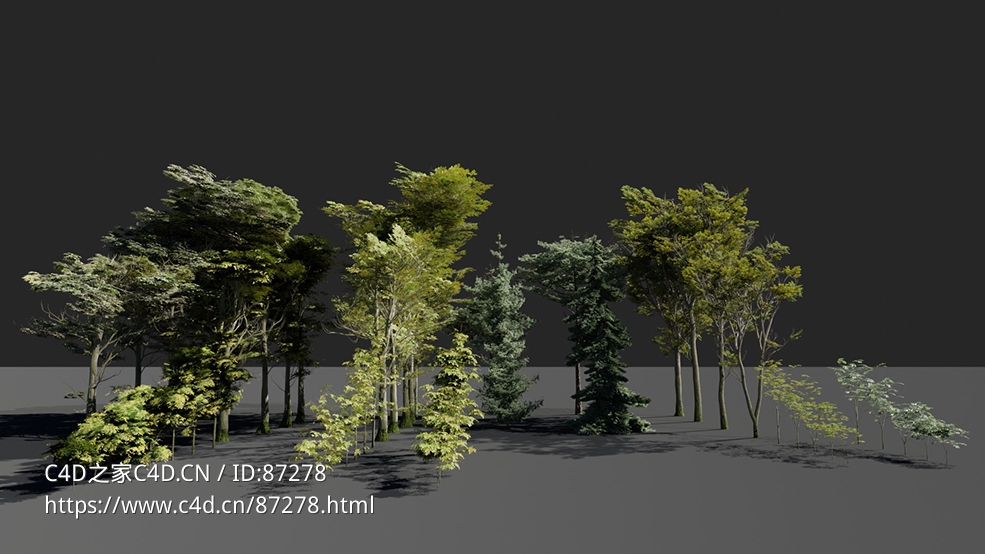 高精度多品类大型树木植物3D模型资源包免费下载 含Blender与C4D格式贴图材质全套适用多种三维场景搭建