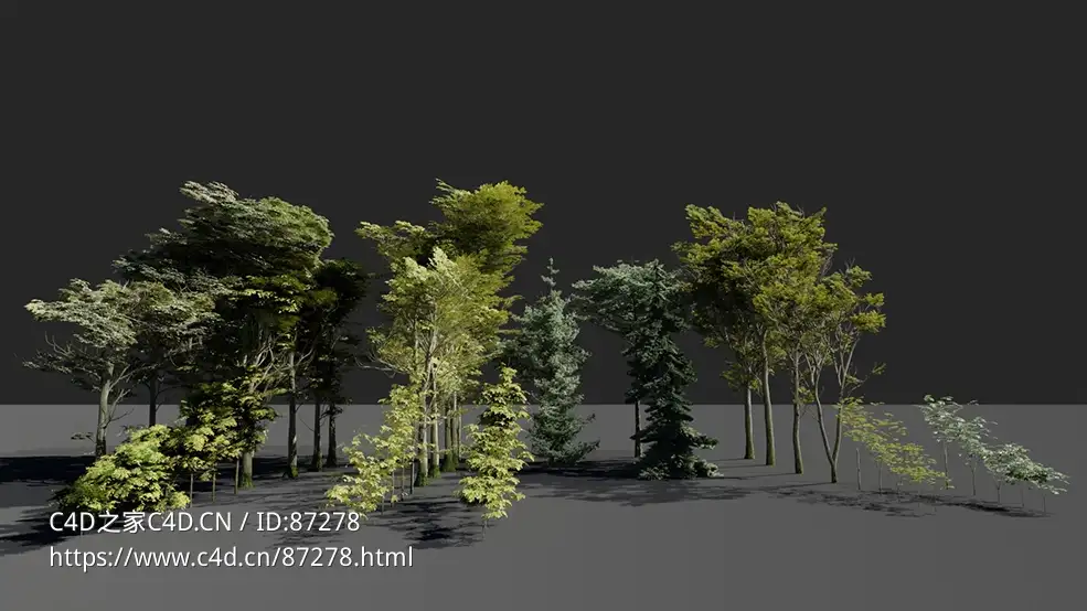 高精度多品类大型树木植物3D模型资源包免费下载 含Blender与C4D格式贴图材质全套适用多种三维场景搭建