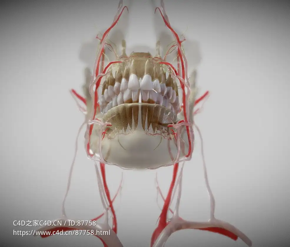 高精度人体医学下巴牙齿及血管神经三维解剖3D模型支持动画展示与多格式资源下载orofacial-anatomy-with-blood-and-nerve-supply