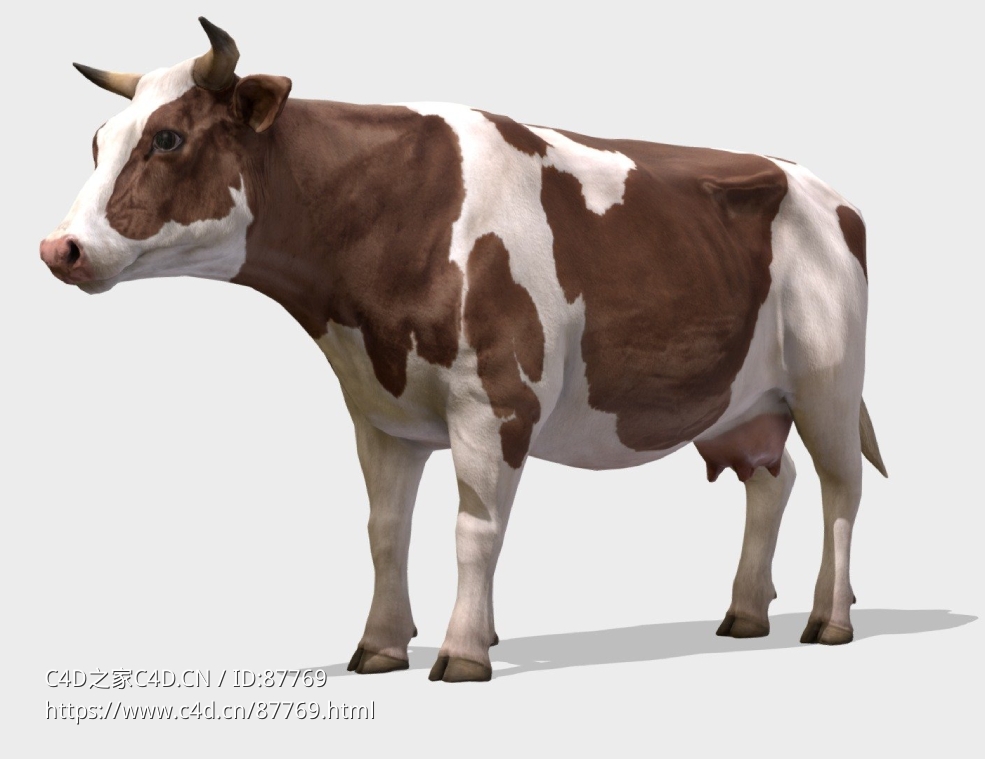 超高精度棕白花奶牛3D模型下载，含完整动画骨骼及高分辨率PBR贴图材质资源包cow-animations