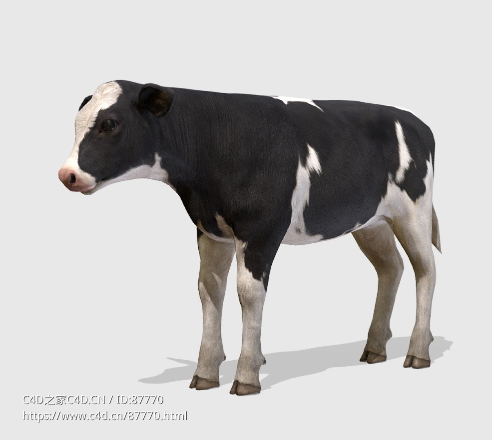 高精度黑白花小奶牛3D模型calf-animations含多格式动画与高清贴图材质支持主流引擎应用calf