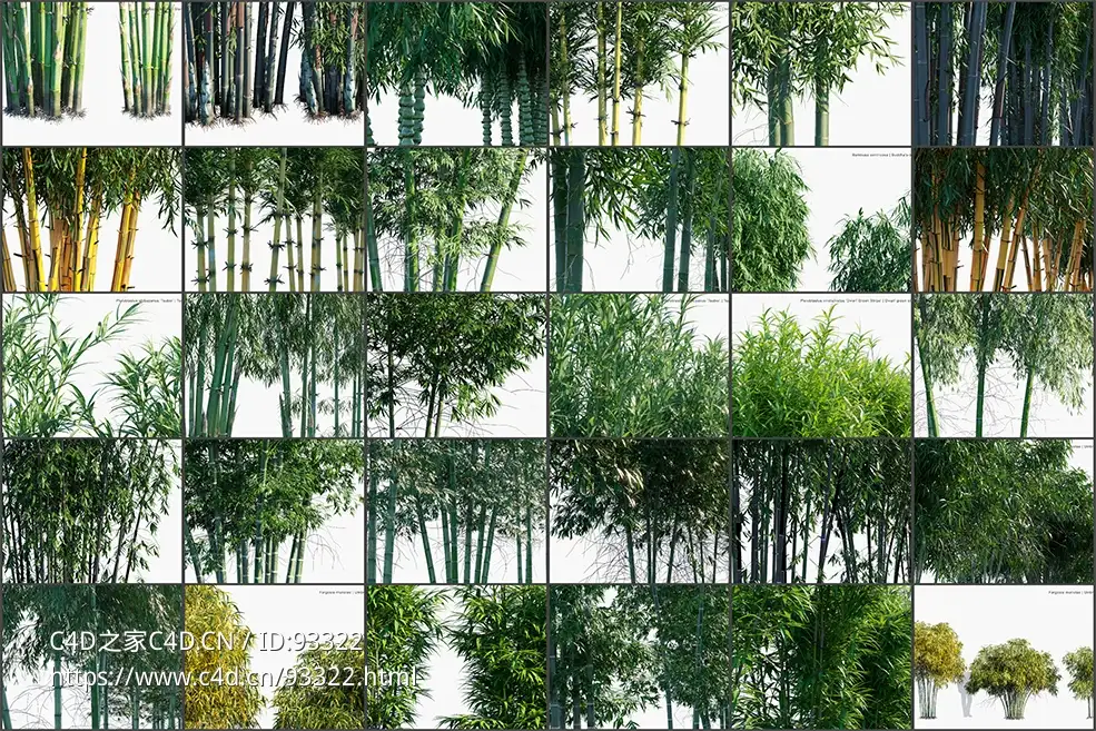超高清竹子3D模型合集下载_含毛竹佛肚竹等常见园林竹3D模型_支持C4D/OBJ/FBX/MAX多格式bamboo plant c4d model