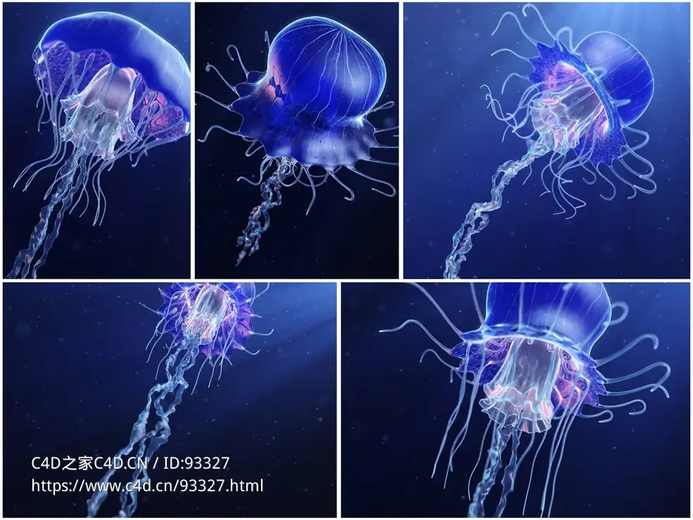 超高清晰度生物写实水母三维模型带动态游动动画适用影视特效与科普教育可商用3D animated jellyfish model