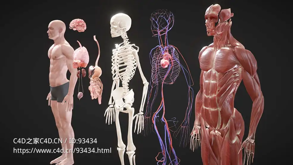 人体肌肉骨骼解剖3D模型 Animated Full Human Body Anatomy
