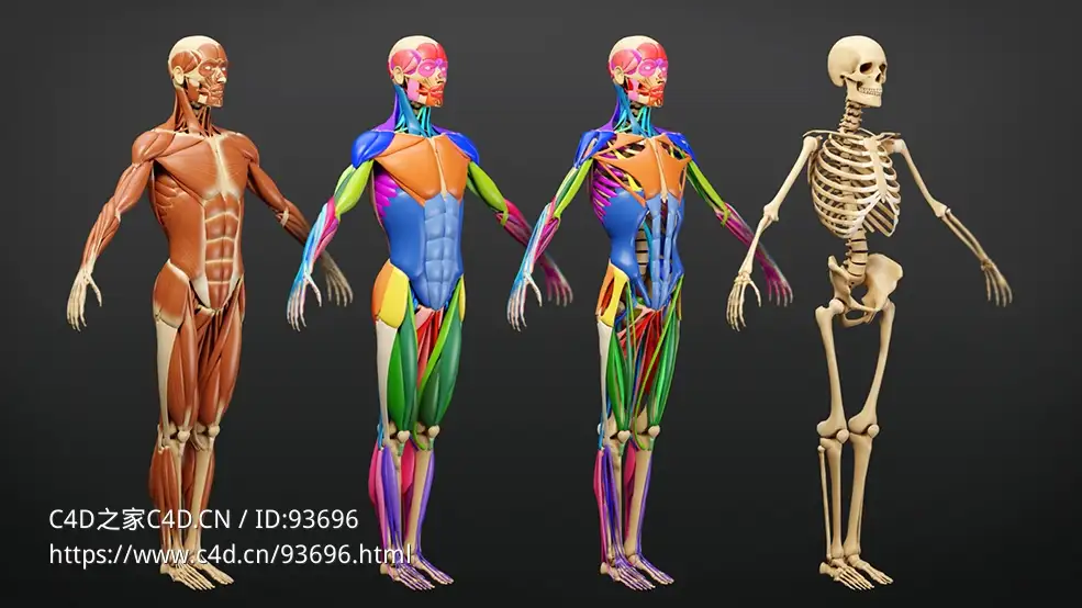 人体肌肉解剖骨骼结构绑定模型 Muscle Anatomy – Ecorche Rigged V1.2
