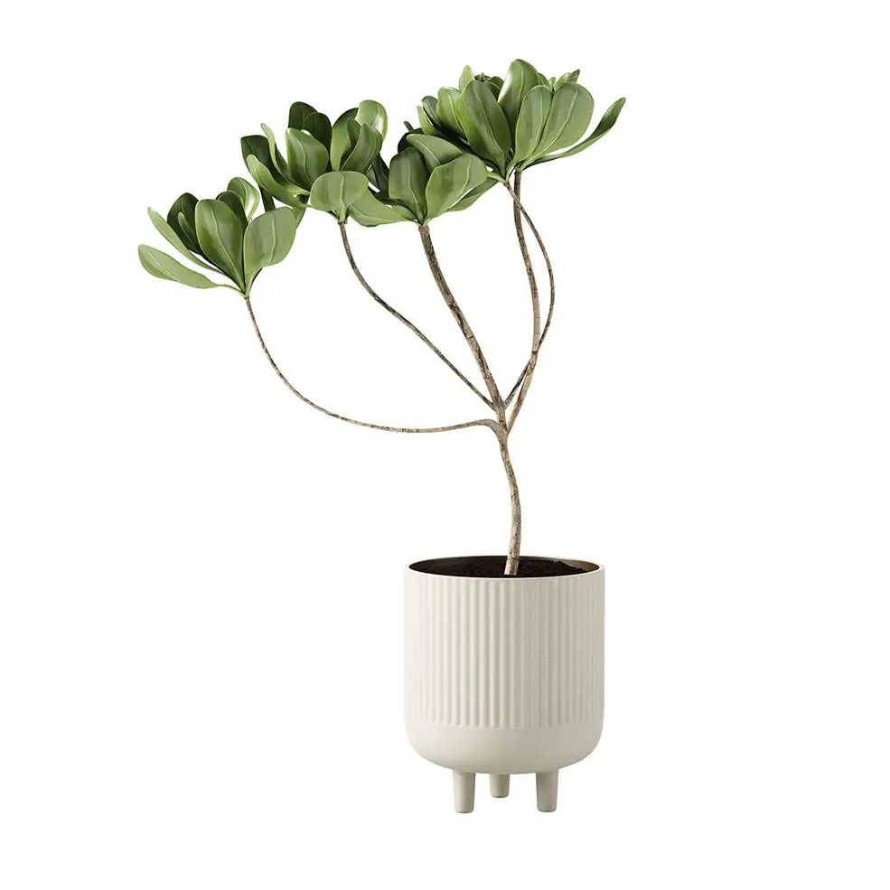 Kristina Dam Studio品牌L号赤陶碗带植物3D模型素材下载Terracotta Bowl L with Plant
