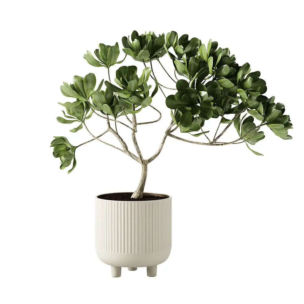 Kristina Dam Studio品牌特大号赤陶碗带植物3D模型素材下载Terracotta Bowl X-Large w