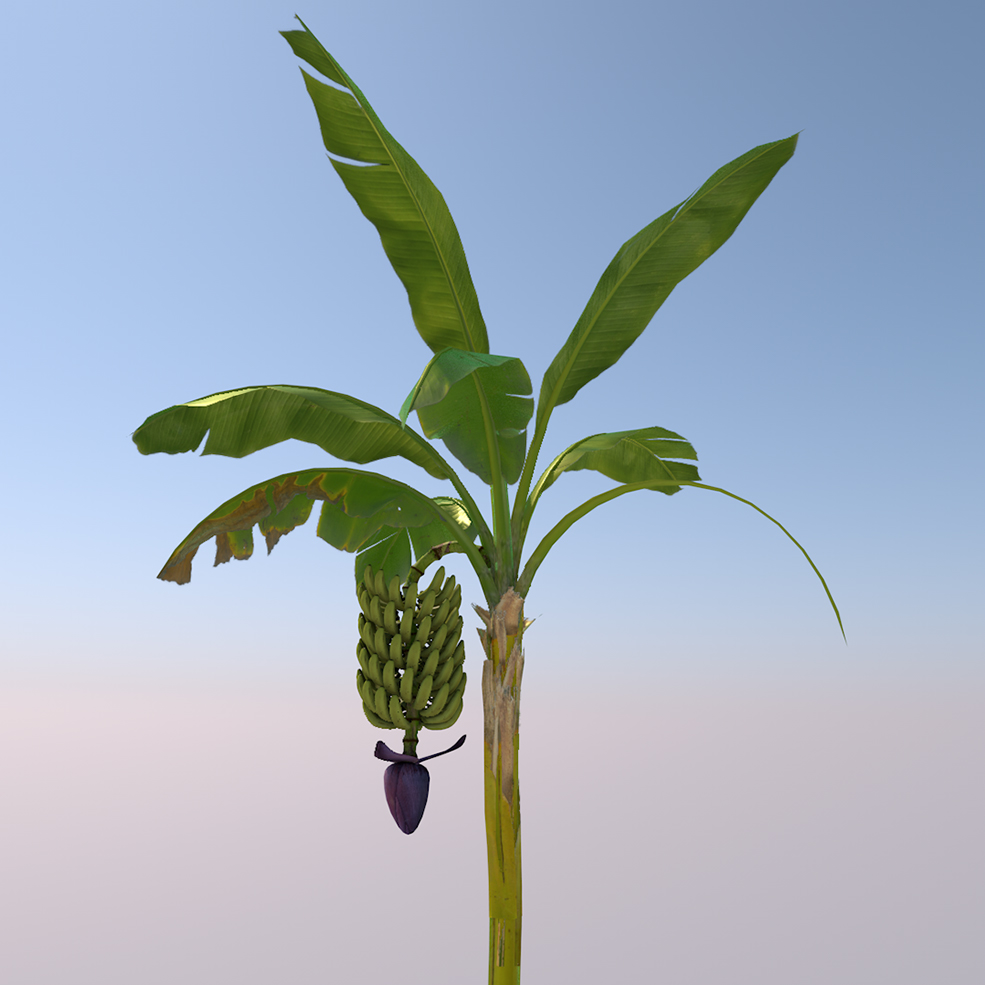 香蕉树Bananas Tree - C4D之家 - Bananas-Tree_0001.jpg