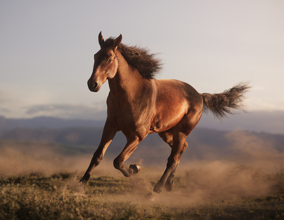 棕色马模型VFX Grace - Brown Horse Animation - C4D之家 - JW0N6D00_Horse_Brown_Display_Run_02.jpg