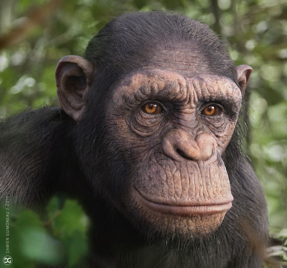 CG高手(第*弹) - C4D之家 - 2016-03-22(172243)_Chimpanzee_damien_guimoneau02.jpg