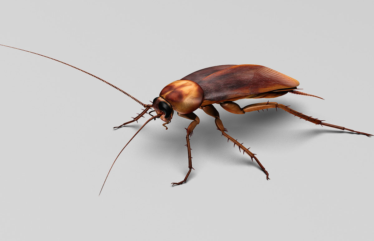 蟑螂绑定3D模型 TurboSquid – Cockroach Rigged