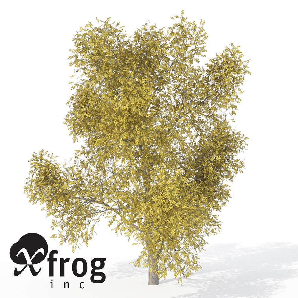 60种秋天的树木C4D模型 XfrogPlants – AUTUMN - C4D之家 - AL09ahoneylocust.jpg121a805f-7f2b-4bd7-866b-93770d5c085fOriginal.jpg