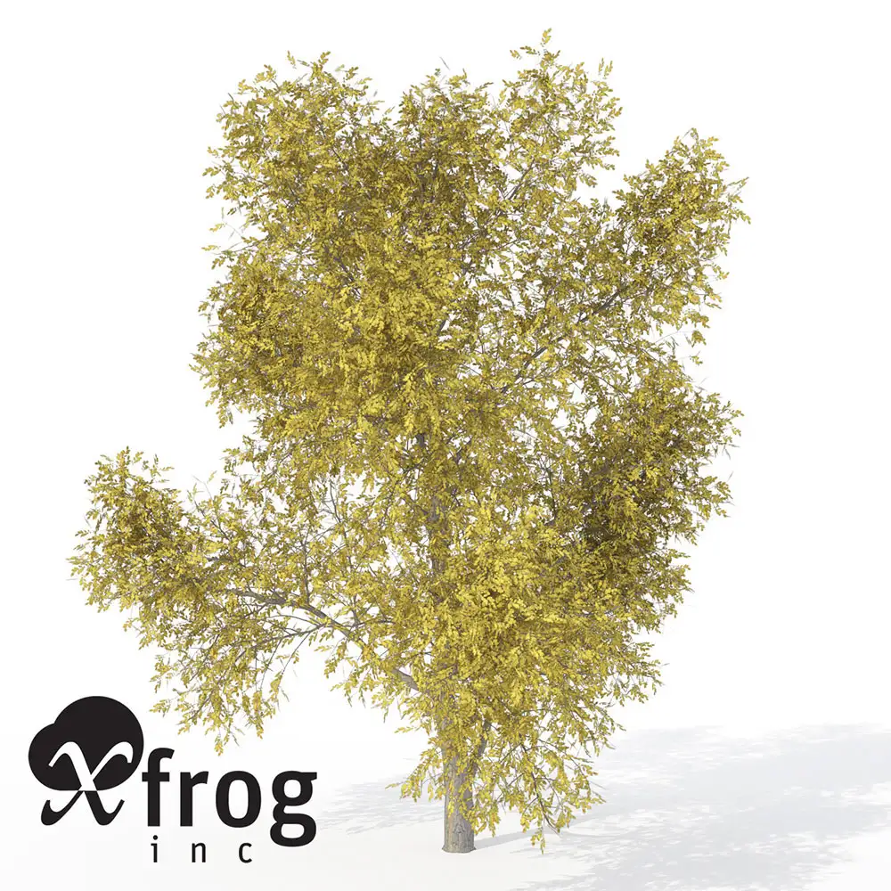 60种秋天的树木C4D模型 XfrogPlants – AUTUMN - C4D之家 - AL09ahoneylocust.jpg121a805f-7f2b-4bd7-866b-93770d5c085fOriginal.jpg