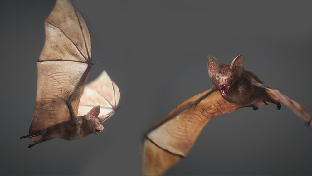 蝙蝠C4D模型（含材质/绑定/动画）Animated Bat 3d model - C4D之家 - 8289.jpg