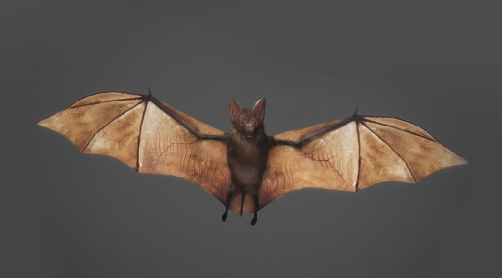 蝙蝠C4D模型（含材质/绑定/动画）Animated Bat 3d model - C4D之家 - 4457.jpg