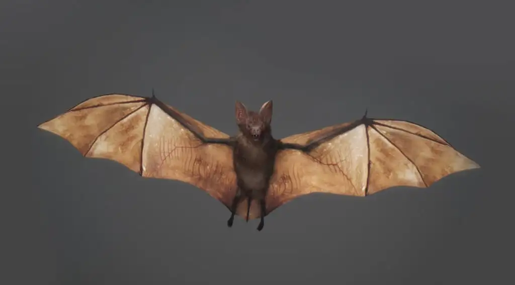蝙蝠C4D模型（含材质/绑定/动画）Animated Bat 3d model - C4D之家 - 4457.jpg