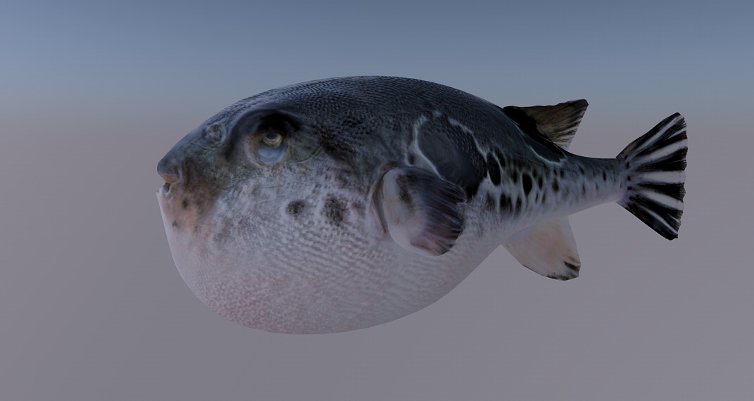 河豚C4D模型 Blowfish - C4D之家 - cinema4d_ 2016-08-02 21.40.40.jpg