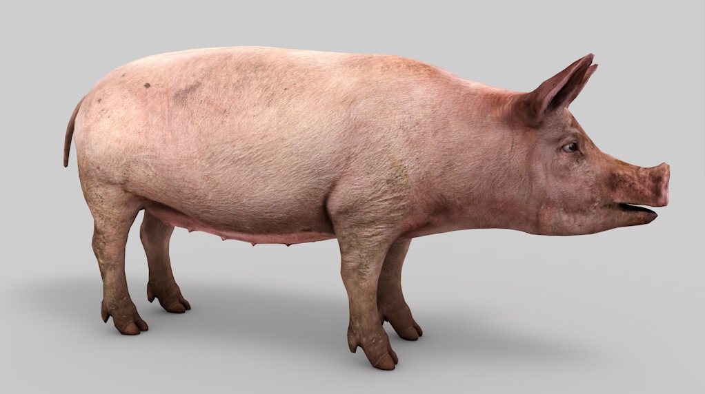 肥猪C4D模型 pig 3d model - C4D之家 - cinema4d_ 2016-08-04 00.34.31.jpg
