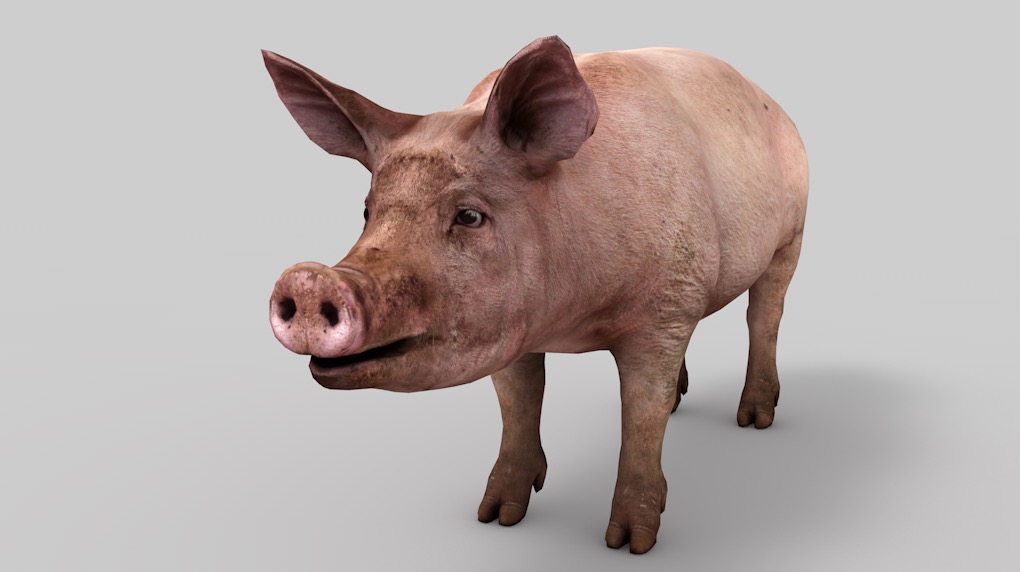 肥猪C4D模型 pig 3d model - C4D之家 - cinema4d_ 2016-08-04 00.37.40.jpg