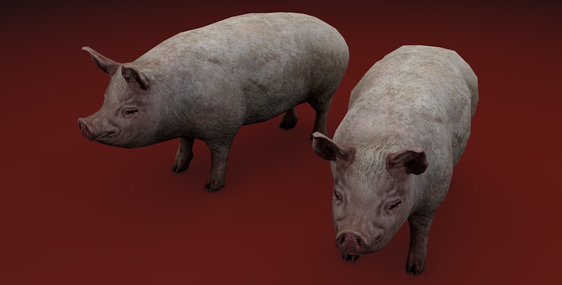 生猪C4D模型 pig 3d model