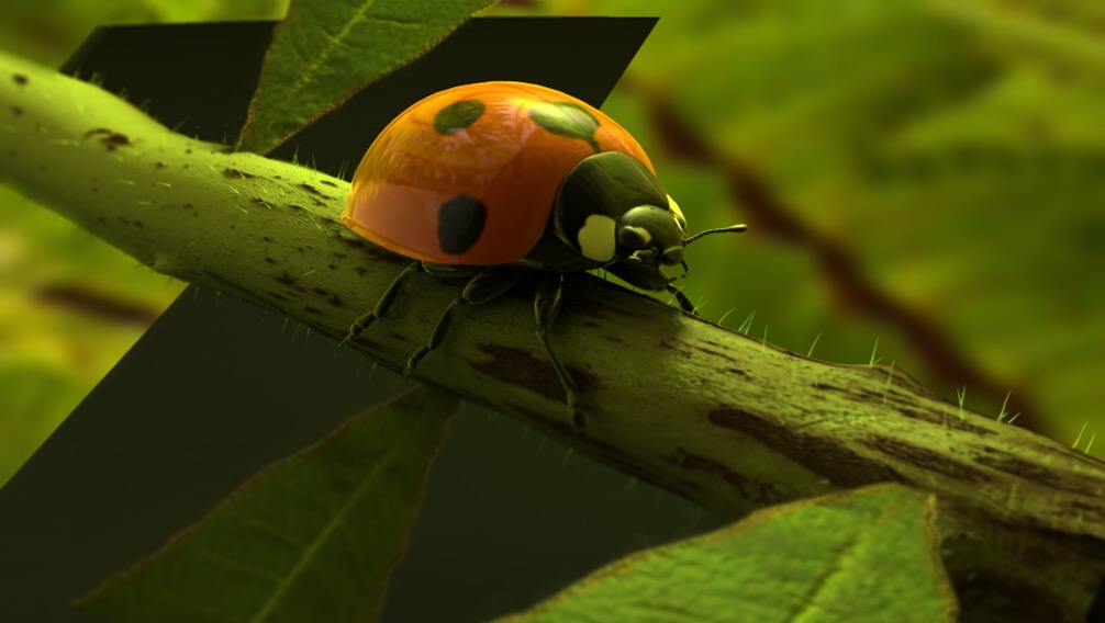 七星瓢虫C4D模型 Ladybug 3d model