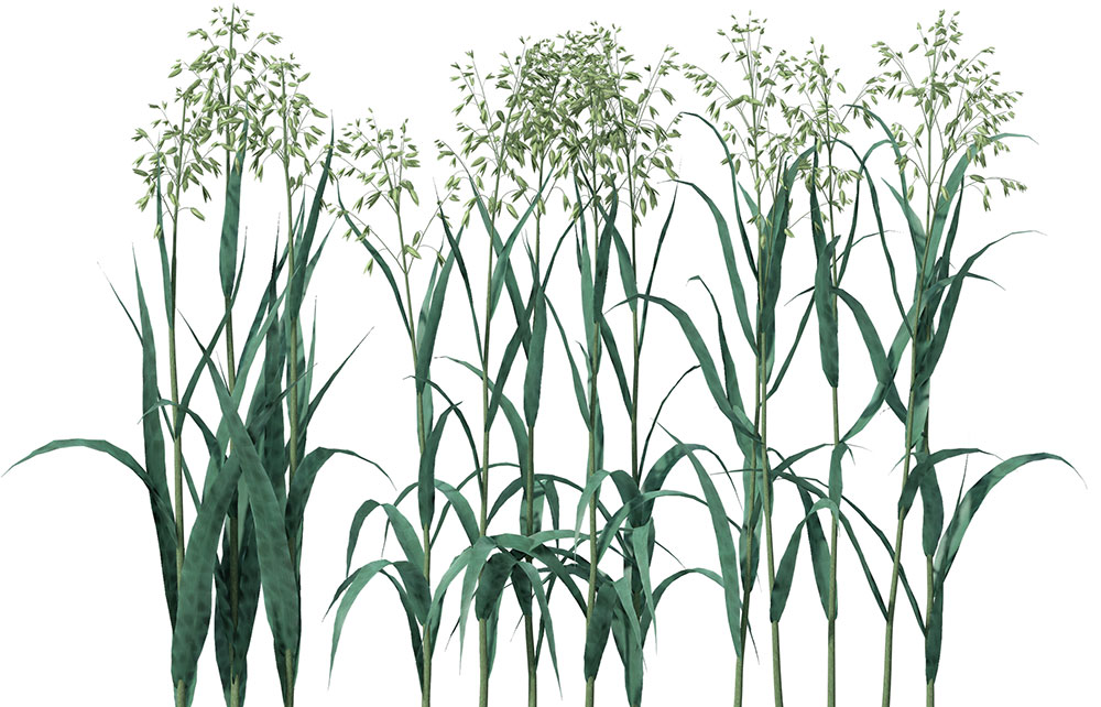 燕麦C4D模型 Oats 3d model - C4D之家 - AG01_Billboard_0008.jpg
