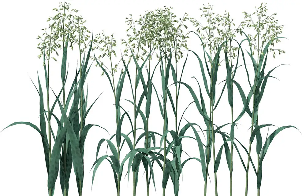 燕麦C4D模型 Oats 3d model - C4D之家 - AG01_Billboard_0008.jpg