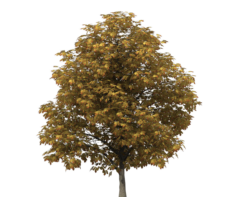 欧洲七叶树C4D模型 Horse Chestnut - C4D之家 - AL05a_bill.jpg